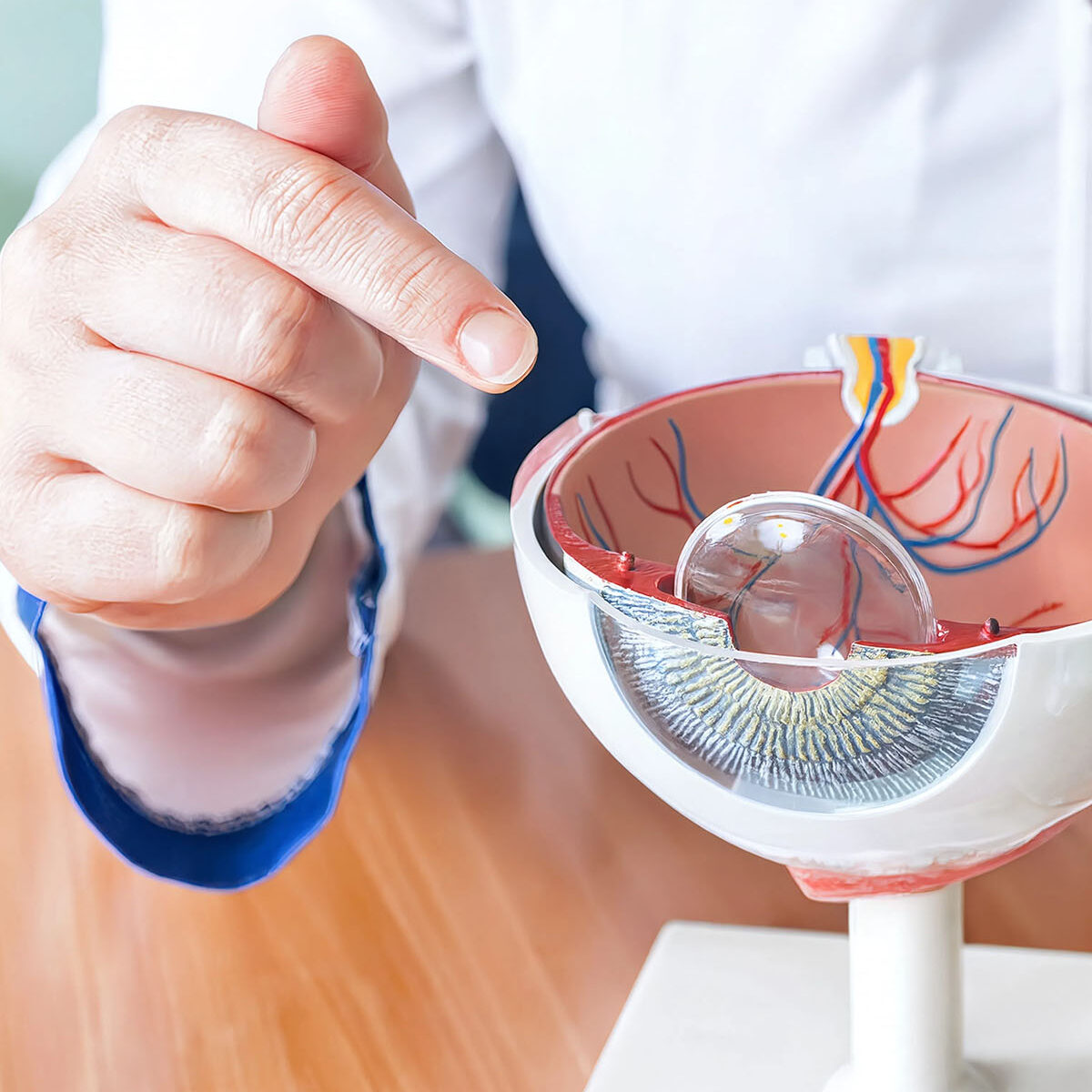 Medico indica un modello anatomico dettagliato dell'occhio in sezione, mostrando retina, vasi sanguigni e cristallino